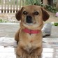 su lindo nombre es rex.................es de raza pequeña